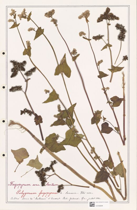 Polygonum fagopyrum  (Polygonaceae)