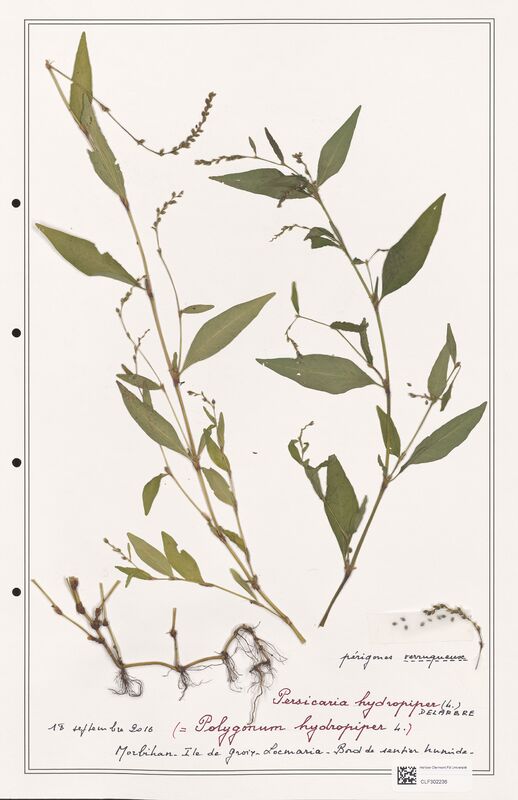 Polygonum hydropiper  (Polygonaceae)