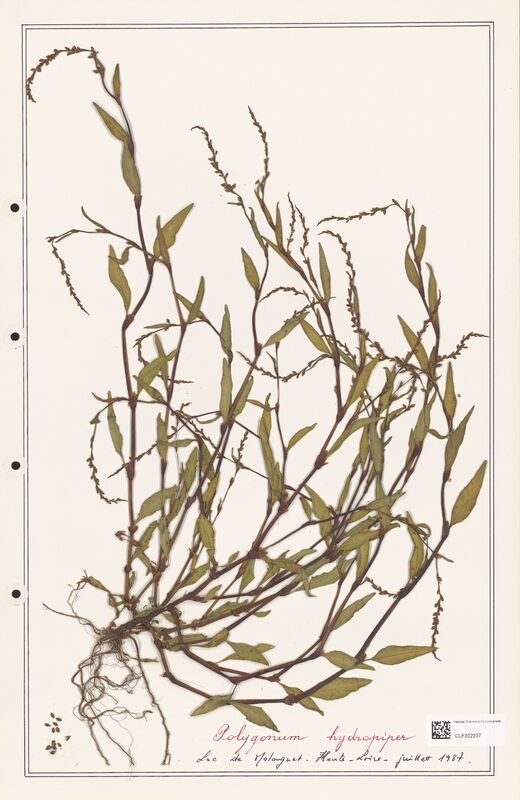 Polygonum hydropiper  (Polygonaceae)