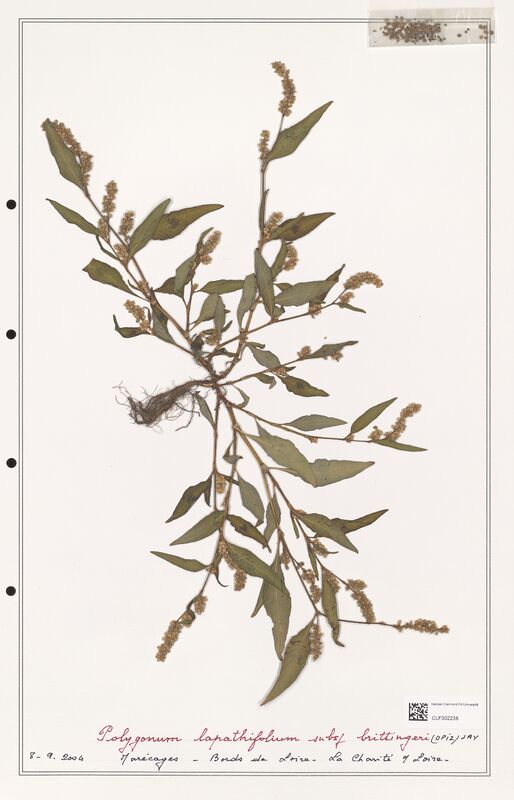 Polygonum lapathifolium  (Polygonaceae)