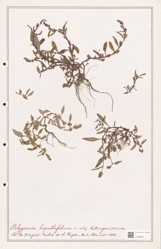 Polygonum lapathifolium  (Polygonaceae)