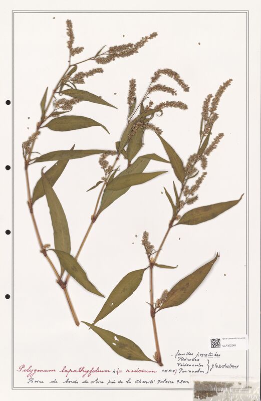 Polygonum lapathifolium  (Polygonaceae)