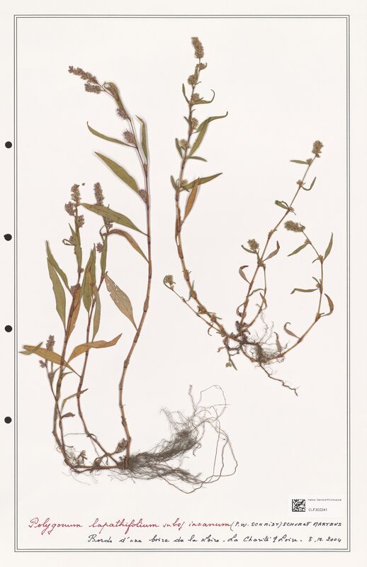 Polygonum lapathifolium  (Polygonaceae)