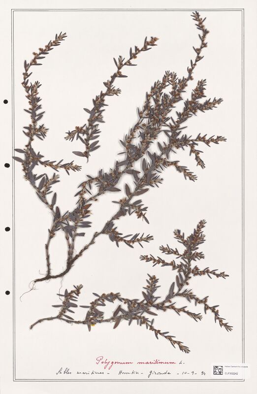 Polygonum maritimum  (Polygonaceae)