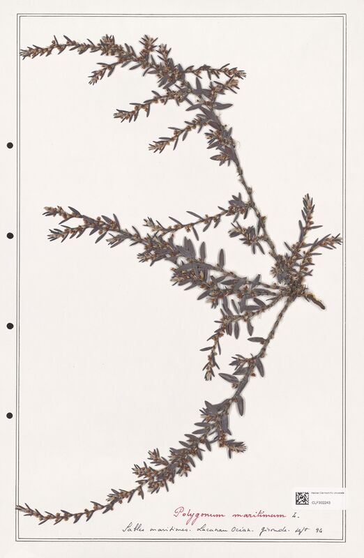 Polygonum maritimum  (Polygonaceae)