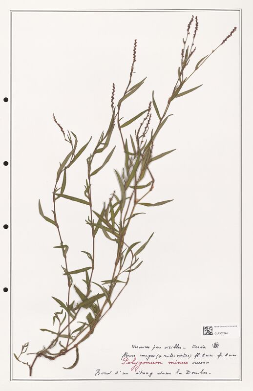 Polygonum minus  (Polygonaceae)