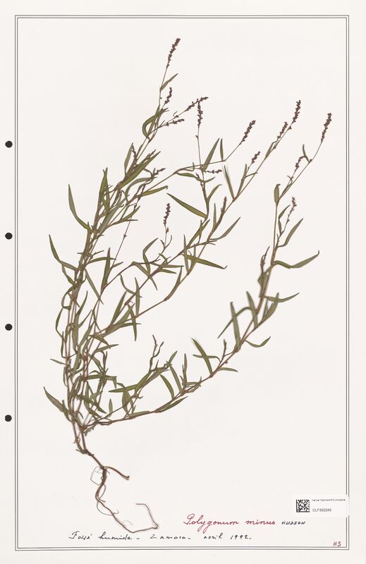 Polygonum minus  (Polygonaceae)