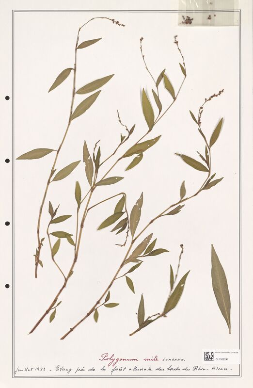 Polygonum mite  (Polygonaceae)