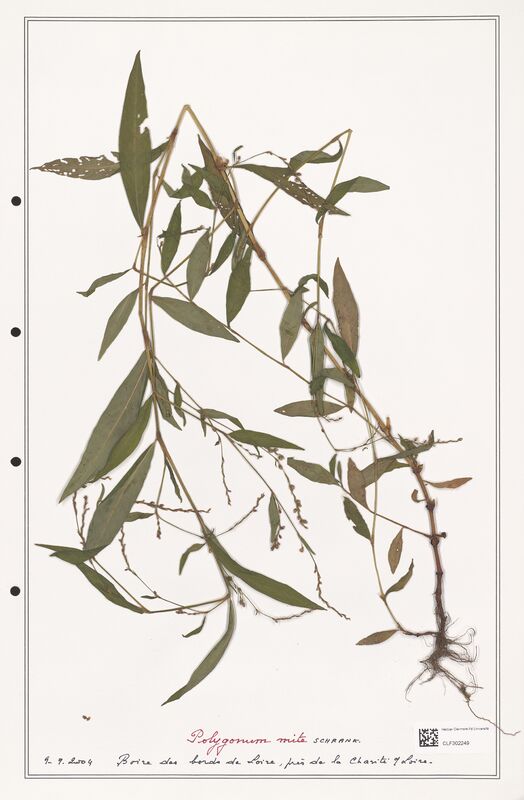 Polygonum mite  (Polygonaceae)