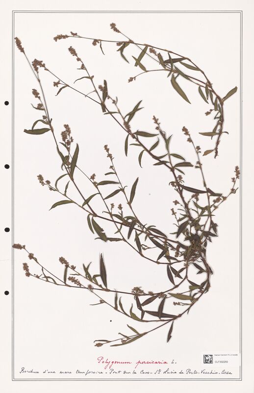 Polygonum persicaria  (Polygonaceae)