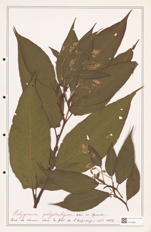 Polygonum polystachyum  (Polygonaceae)