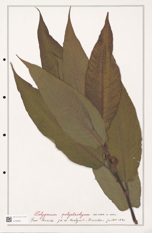 Polygonum polystachyum  (Polygonaceae)