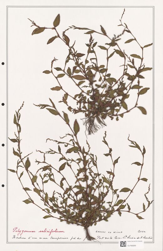 Polygonum salicifolium  (Polygonaceae)