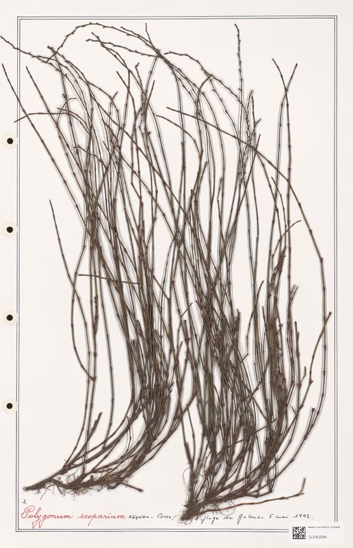 Polygonum scoparium  (Polygonaceae)