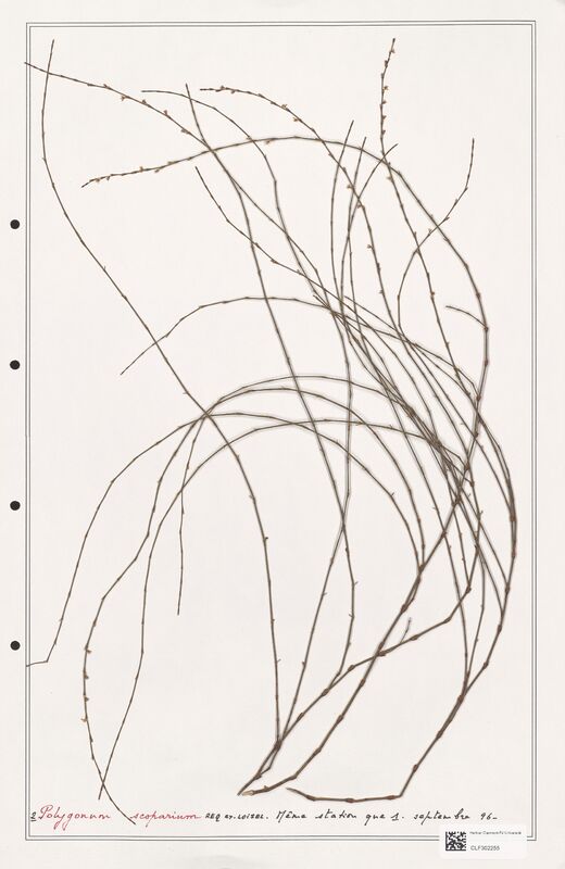 Polygonum scoparium  (Polygonaceae)