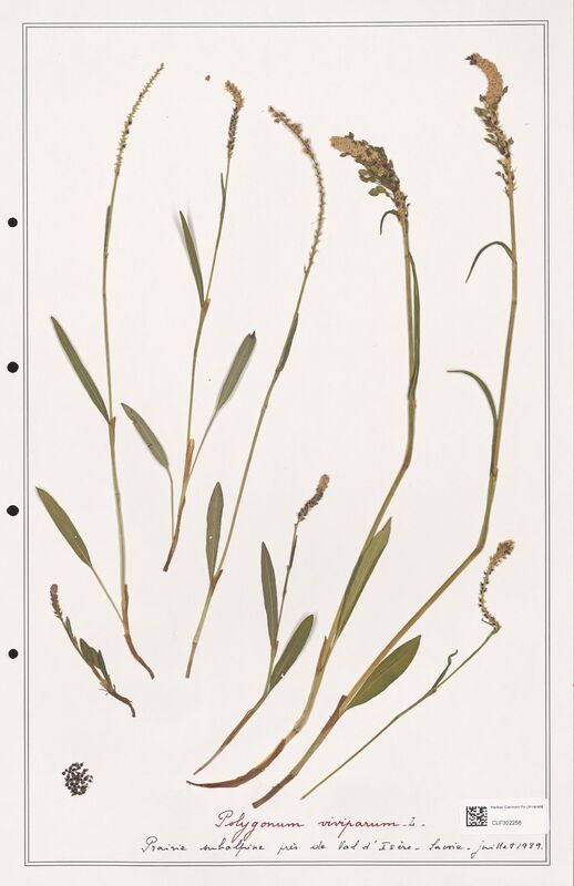 Polygonum viviparum  (Polygonaceae)