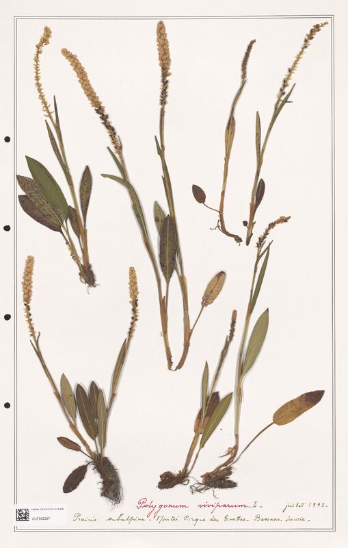 Polygonum viviparum  (Polygonaceae)