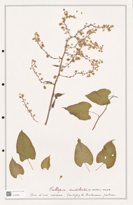 Fallopia audibertii  (Polygonaceae)