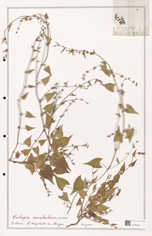 Fallopia convolvulus  (Polygonaceae)