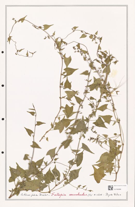 Fallopia convolvulus  (Polygonaceae)