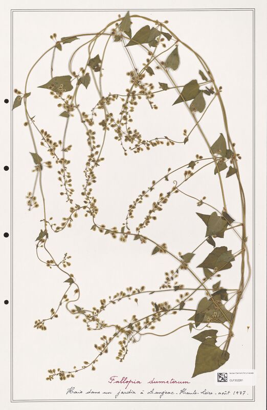 Fallopia dumetorum  (Polygonaceae)