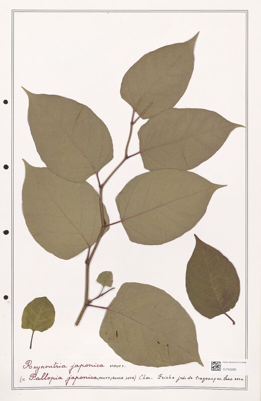 Reynontria japonica  (Polygonaceae)