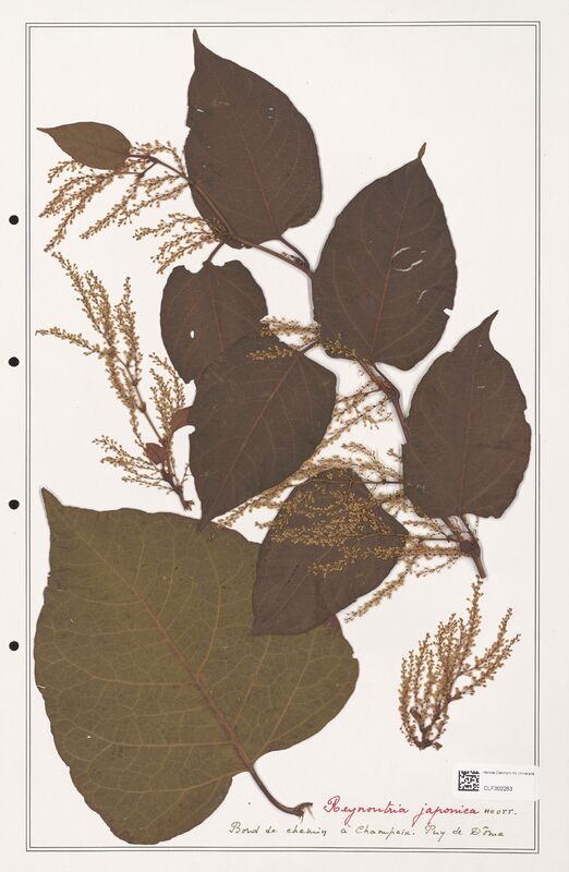 Reynontria japonica  (Polygonaceae)
