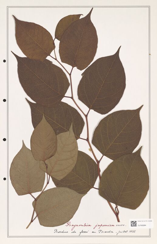 Reynontria japonica  (Polygonaceae)