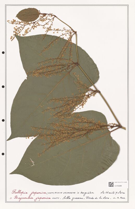 Fallopia japonica  (Polygonaceae)