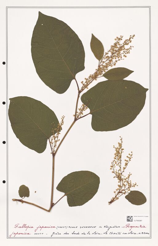 Fallopia japonica  (Polygonaceae)