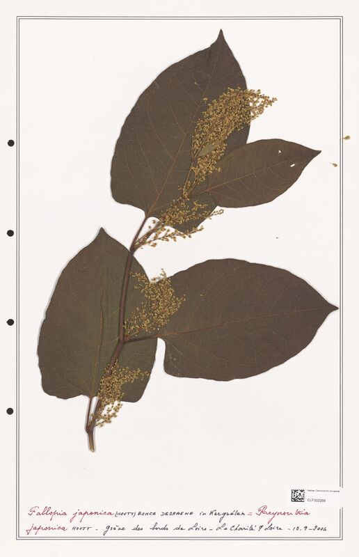 Fallopia japonica  (Polygonaceae)