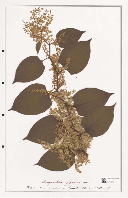 Reynontria japonica  (Polygonaceae)