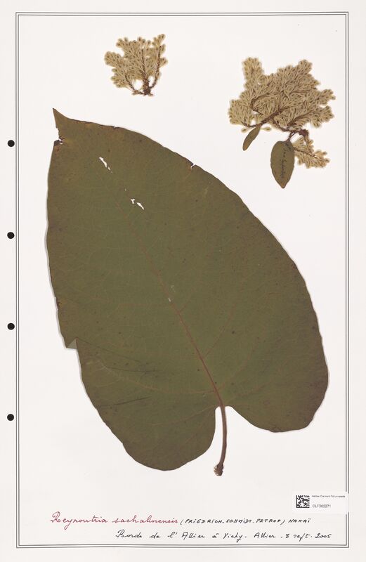 Reynontria sachalinensis  (Polygonaceae)