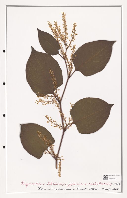 Reynontria x bohemica  (Polygonaceae)