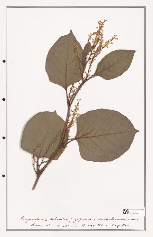 Reynontria x bohemica  (Polygonaceae)