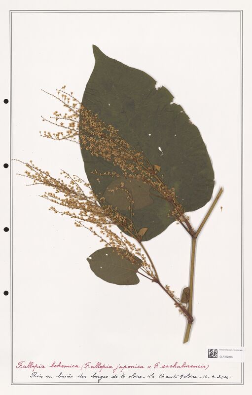 Reynontria x bohemica  (Polygonaceae)