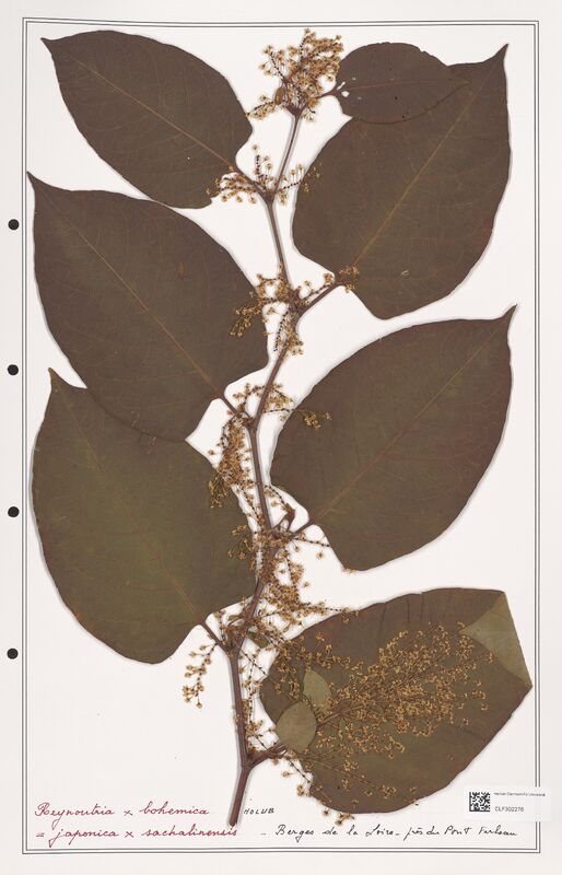 Reynontria x bohemica  (Polygonaceae)