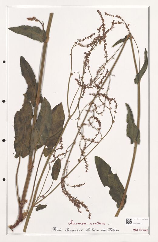 Rumex acetosa  (Polygonaceae)