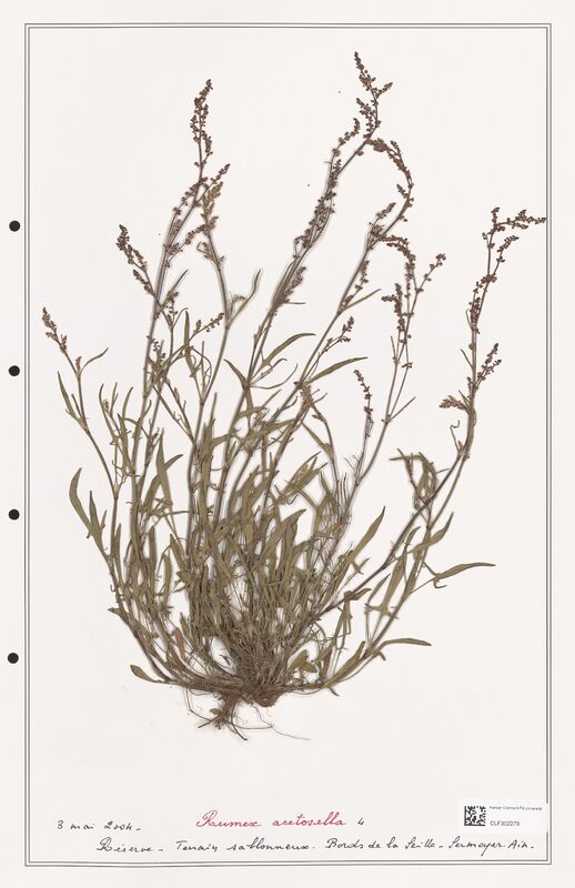 Rumex acetosella  (Polygonaceae)