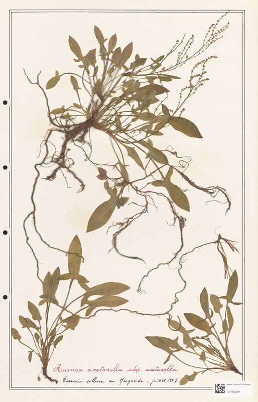 Rumex acetosella  (Polygonaceae)