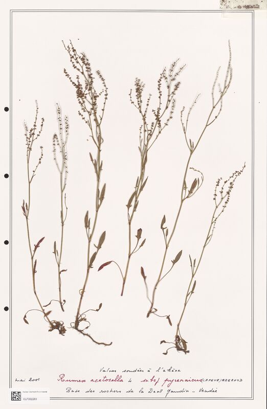 Rumex acetosella  (Polygonaceae)