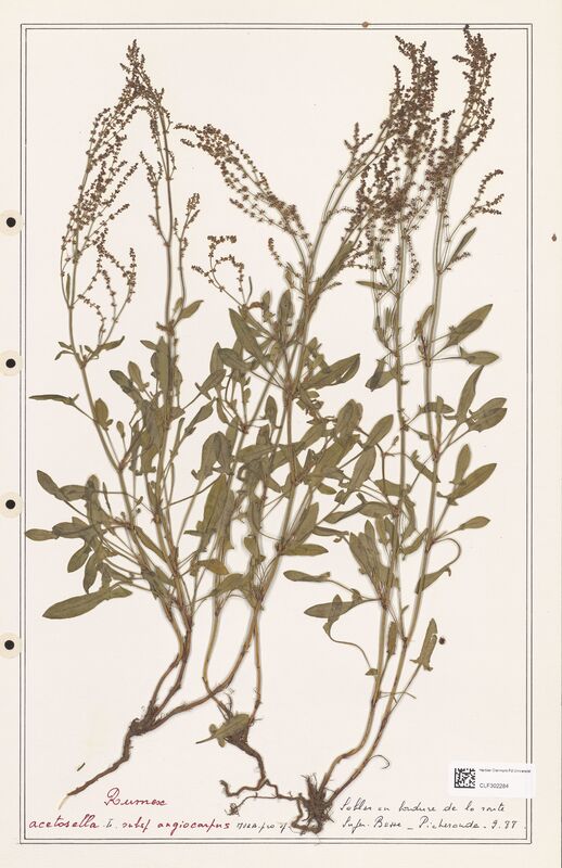 Rumex acetosella  (Polygonaceae)
