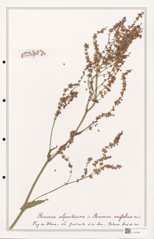 Rumex alpestris  (Polygonaceae)