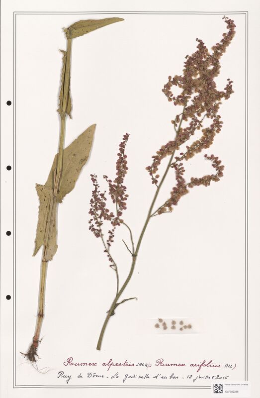 Rumex alpestris  (Polygonaceae)