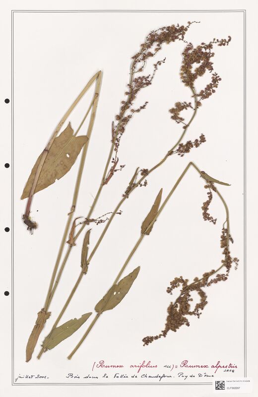 Rumex alpestris  (Polygonaceae)