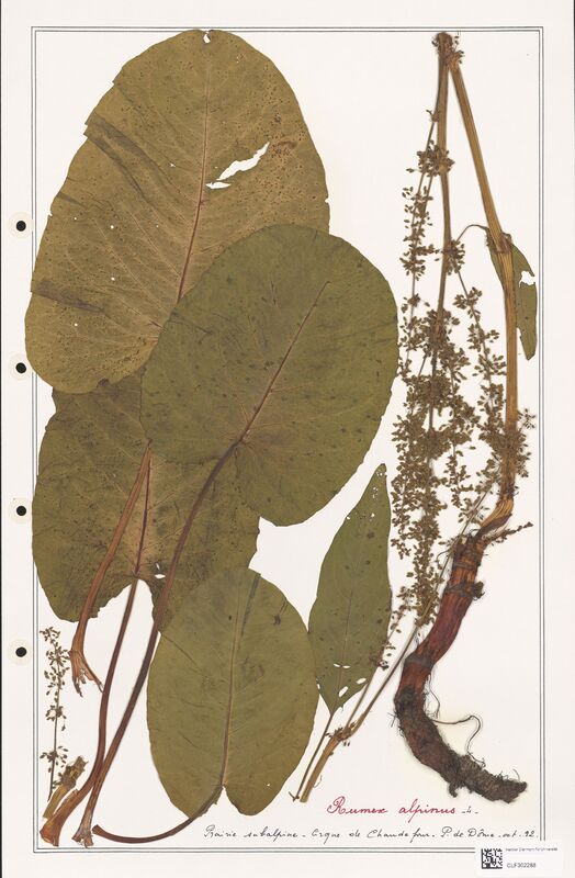Rumex alpinus  (Polygonaceae)
