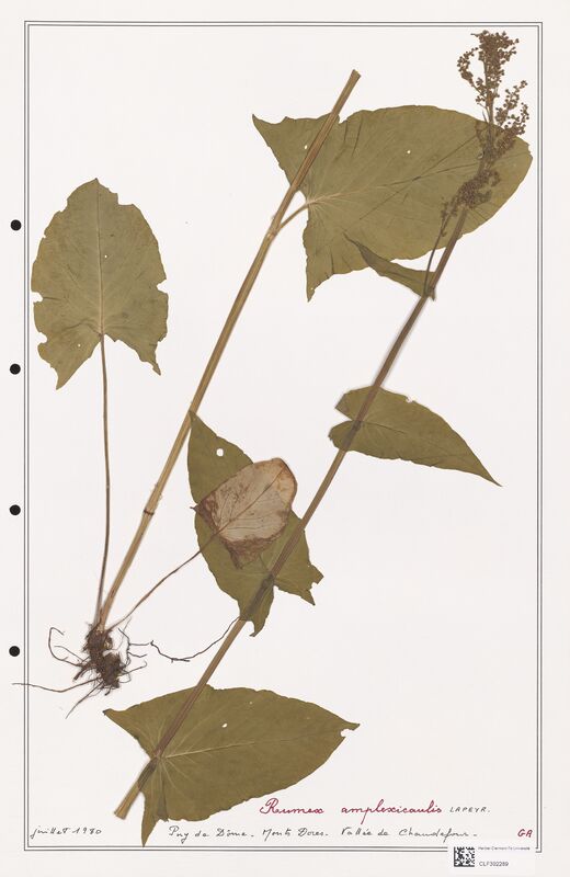 Rumex amplexicaulis  (Polygonaceae)