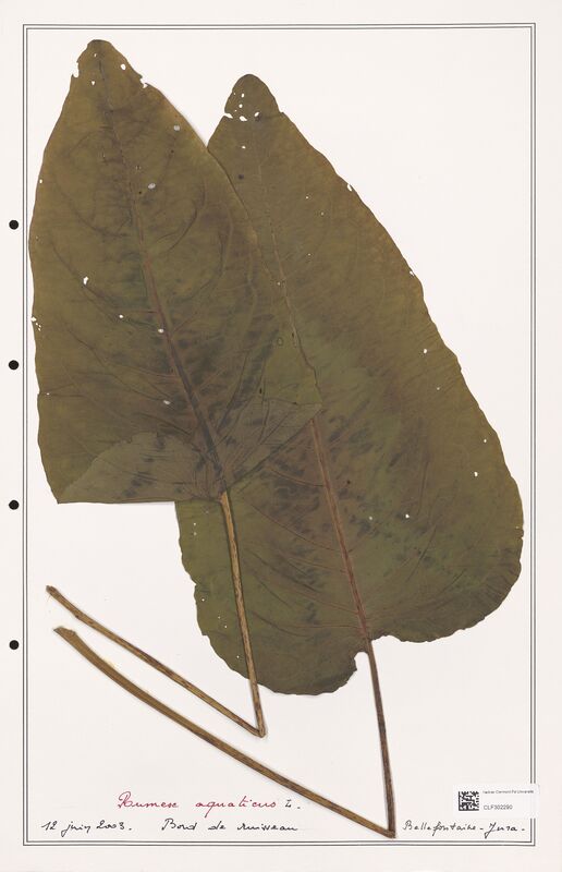 Rumex aquaticus  (Polygonaceae)