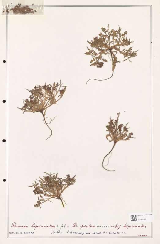 Rumex bipinnatus  (Polygonaceae)