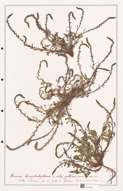 Rumex bucephalophorus  (Polygonaceae)